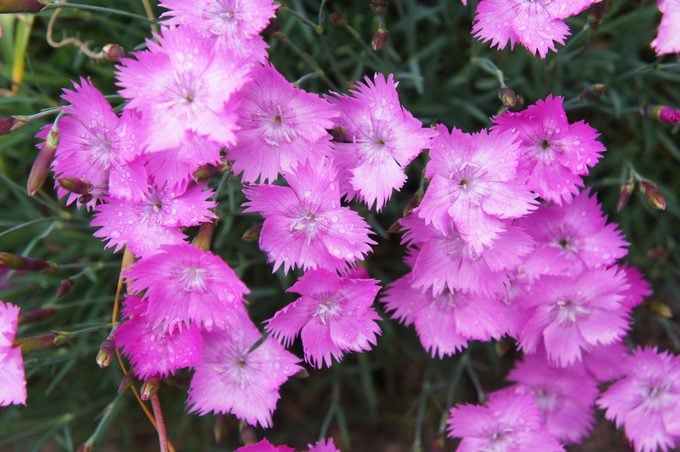 Firewitch dianthus gratianopolitanus or carnation pink flowers
