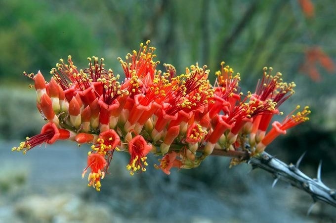 Ocotillo In Bloom Springtime Tucson, Arizona, native plants for hummingbirds