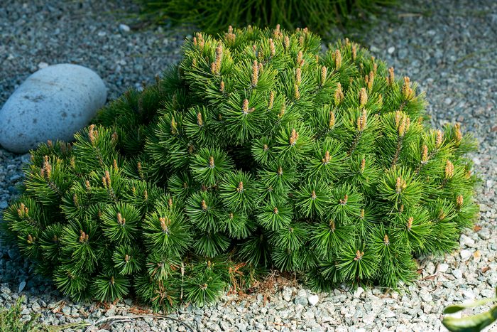 Cultivar Dwarf Mountain Pine Pinus Mugo Var. Pumilio In The Rocky Garden.