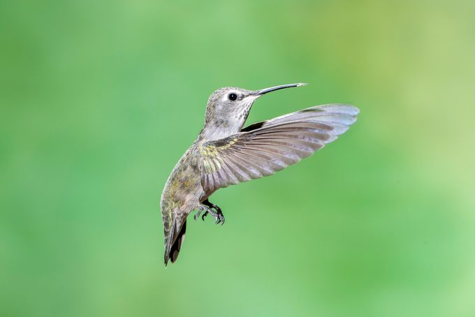 Female Costa's Hummingbird With Wings Forward