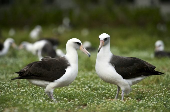 Laysan Albatross (phoebastria Immutabilis), how long do birds live