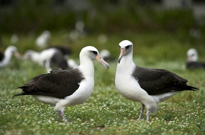 Laysan Albatross (phoebastria Immutabilis), how long do birds live
