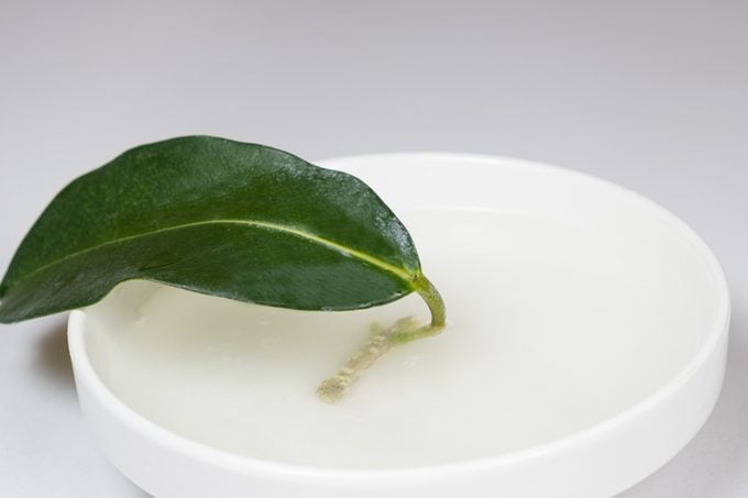 Rooted cuttings of jasmine in an aqueous solution of a root growth stimulant.