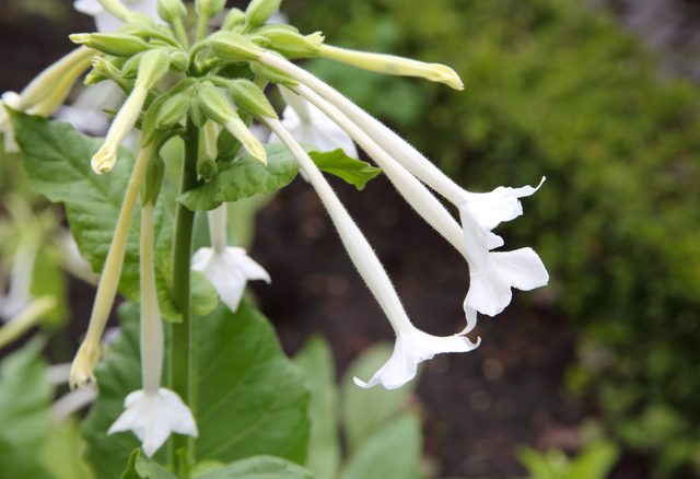 White flowers of tobacco plant, Nicotiana sylvestris, in garden