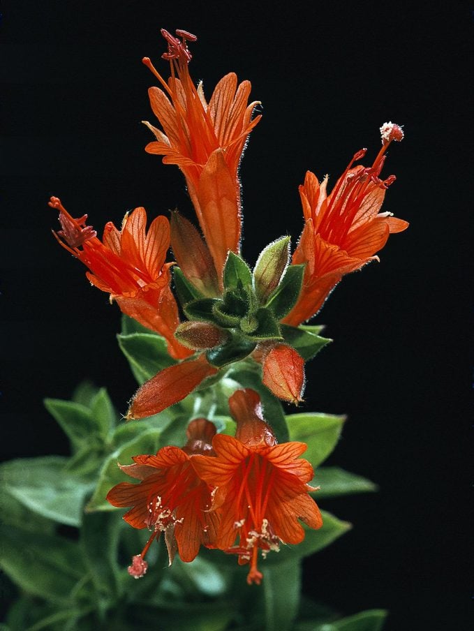 Epilobium Canum Ssp. Angustifolium (california Fuchsia, Hummingbird Trumpet)