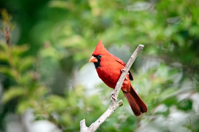 cardinal song