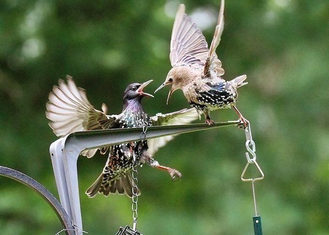 European starlings birds fighting