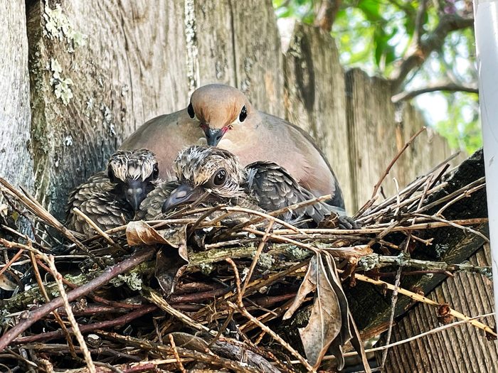Mourning dove with young in nest