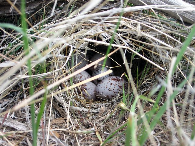 Meadowlark,nest