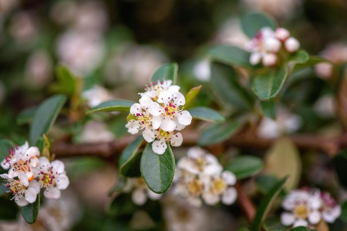 Blossoming,bearberry,cotoneaster,or,cotoneaster,dammeri,shrub,with,beautiful,white