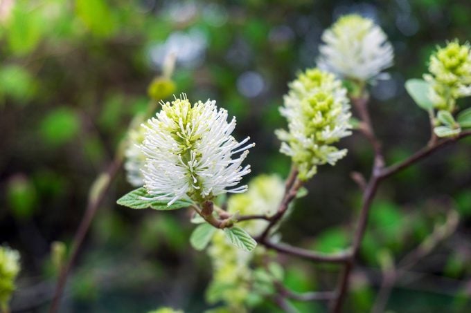 Close Up,of,flowering,white,dwarf,fothergilla,(fothergilla,gardenii),in,spring.