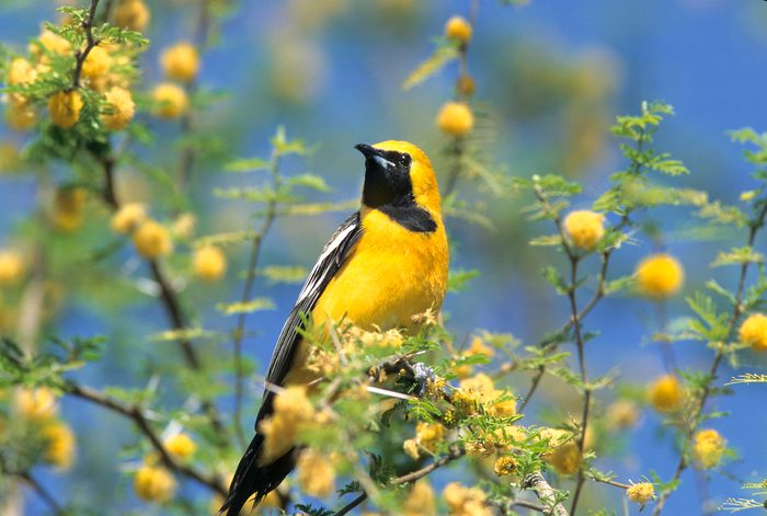 hooded oriole, types of orioles