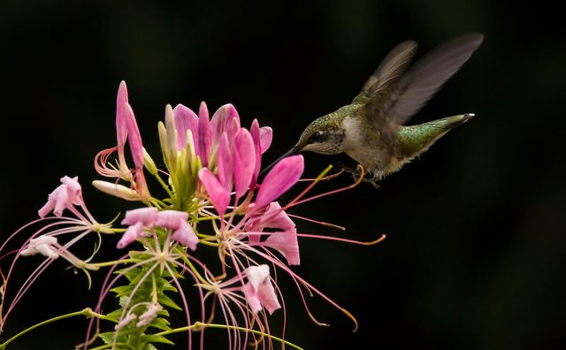 hummingbird at cleome