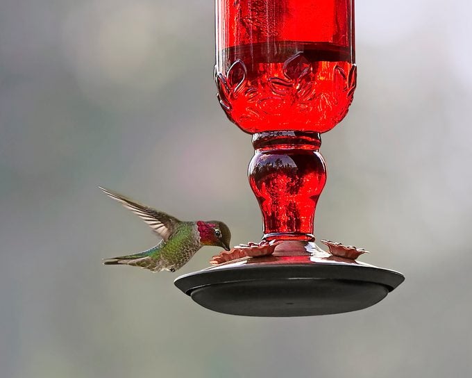 hummingbird eyes
