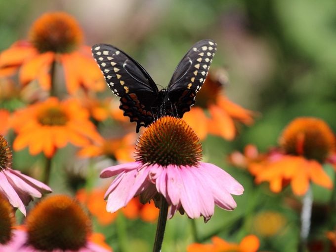 black swallowtail on coneflower perennial plants