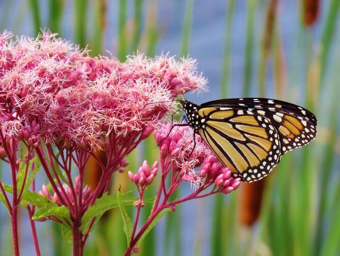 monarch butterfly on joe pye weed