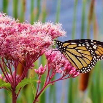 monarch butterfly on joe pye weed in perennial garden