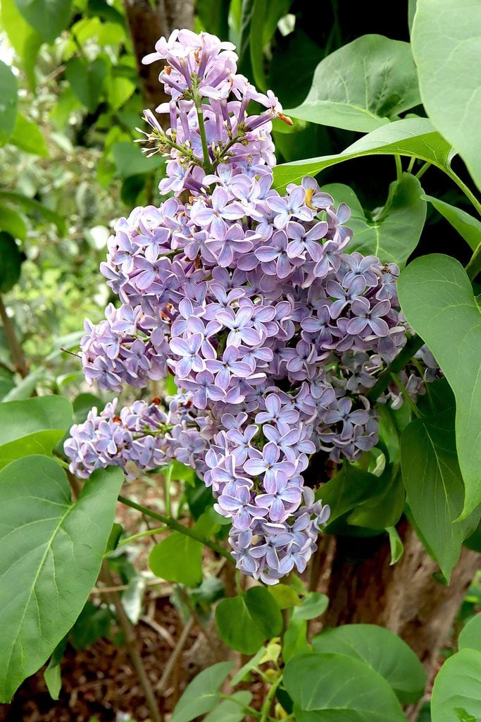 Syringa Vulgaris wedgewood BlueCommon Lilac Wedgewood Blue  Single Pale Blue Pink Edged Flowers, May, England, Uk
