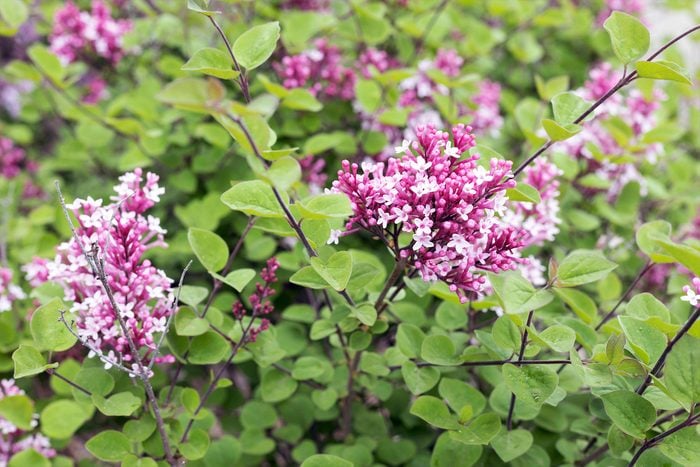 Syringa Bailbelle 'tinkerbelle' Hybrid Lilac.