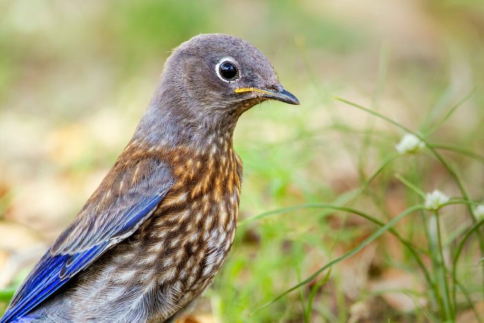 A Closeup Of A Cute Young Western Bluebird In The Field