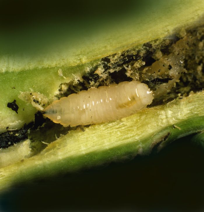 Cabbage Root Fly Delia Radicum Larva In Damaged Cabbage Root