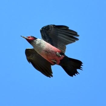 Lewis's woodpecker in flight
