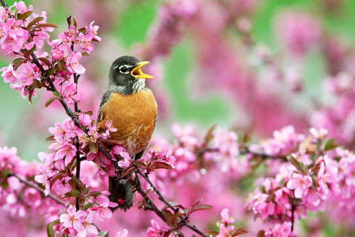American Robin singing bird songs in crabapple tree