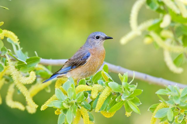 Female Western Bluebird Perching In Willow Tree