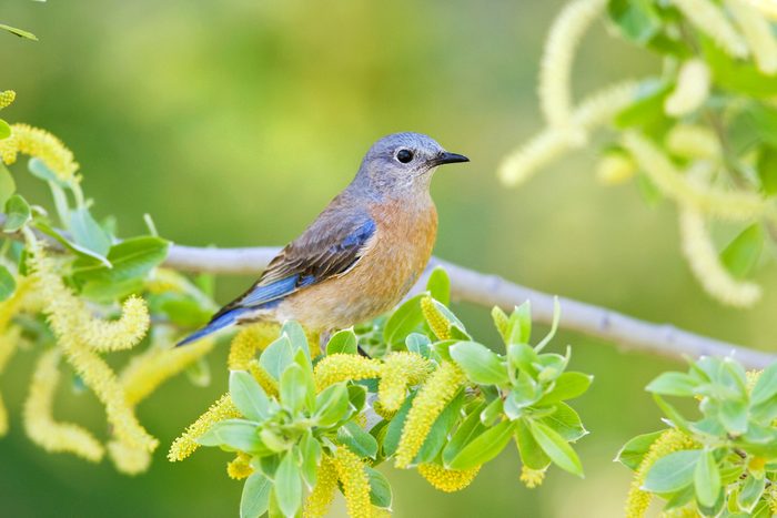 Female Western Bluebird Perching In Willow Tree