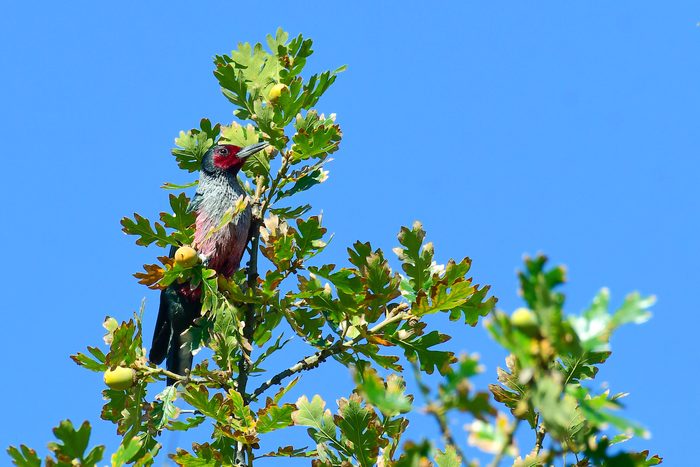 lewis's woodpecker perched in a tree
