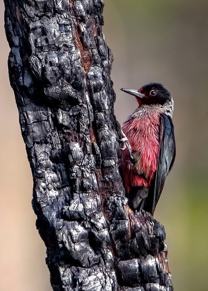 lewis's woodpecker clings to a burned tree trunk
