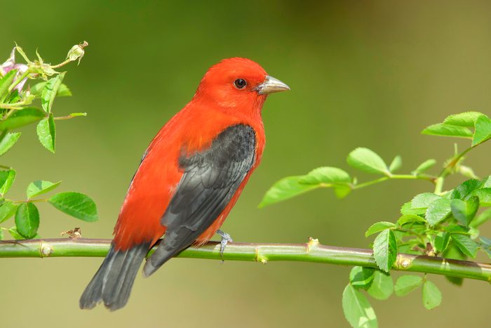 North American Bird Species: Scarlet Tanager, Piranga Olivacea