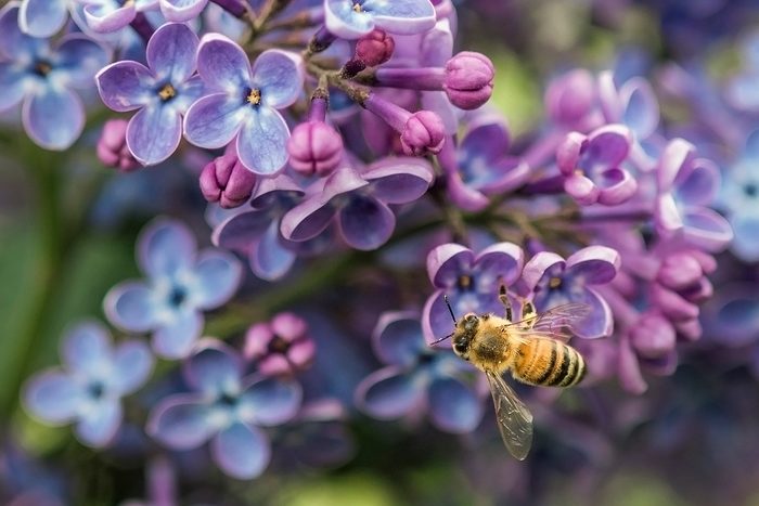 Honeybee On Lilac
