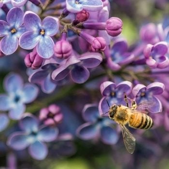 Honeybee On Lilac bush