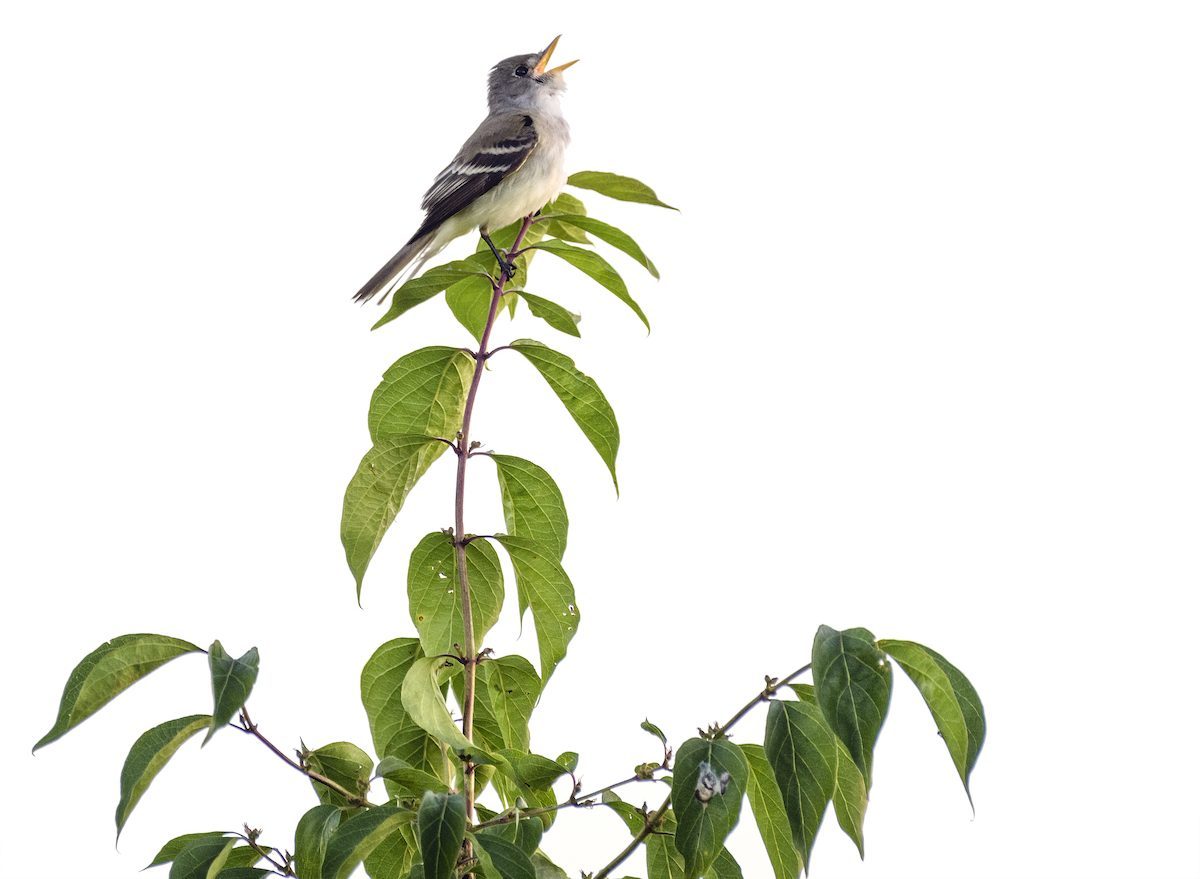 All About Bird Songs: Nature's Symphony - Birds and Blooms