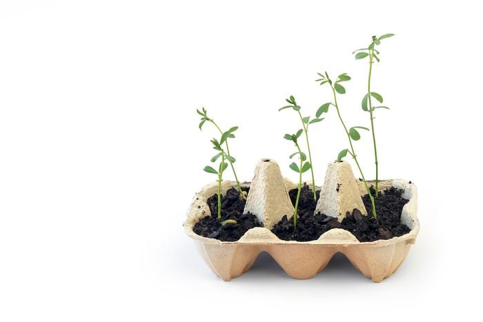 Seedling Plants Growing From Egg Carton Isolated On White Background.
