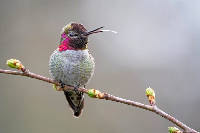 Anna's Hummingbird With Its Tongue Out