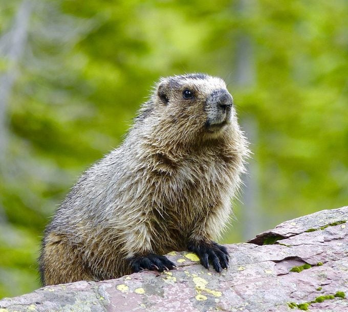 Marmot In Montana, Try readers' solutions to stop groundhogs and chipmunks from damaging your garden