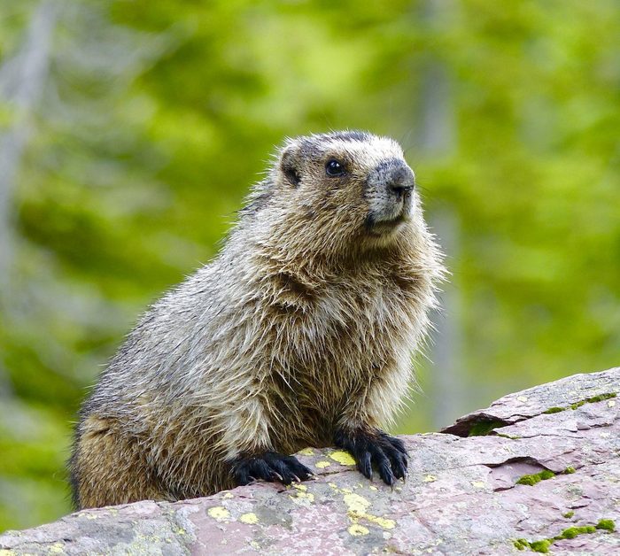 Marmot In Montana, Try readers' solutions to stop groundhogs and chipmunks from damaging your garden