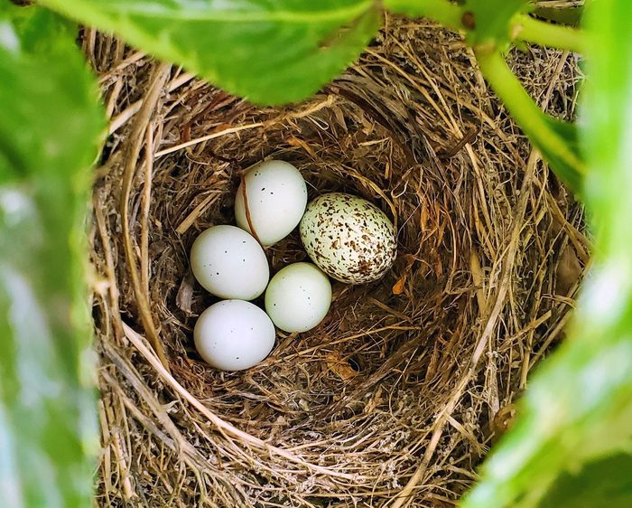Brood Parasitism Of Purple Finch Nest, cowbird egg