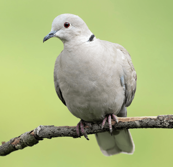 Eurasian Collared dove perched on a branch