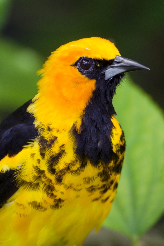 Spot Breasted Oriole, types of orioles