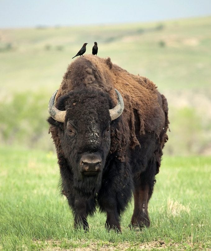 Bison Copy Space Badlands National Park South Dakota