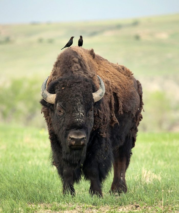 Bison Copy Space Badlands National Park South Dakota
