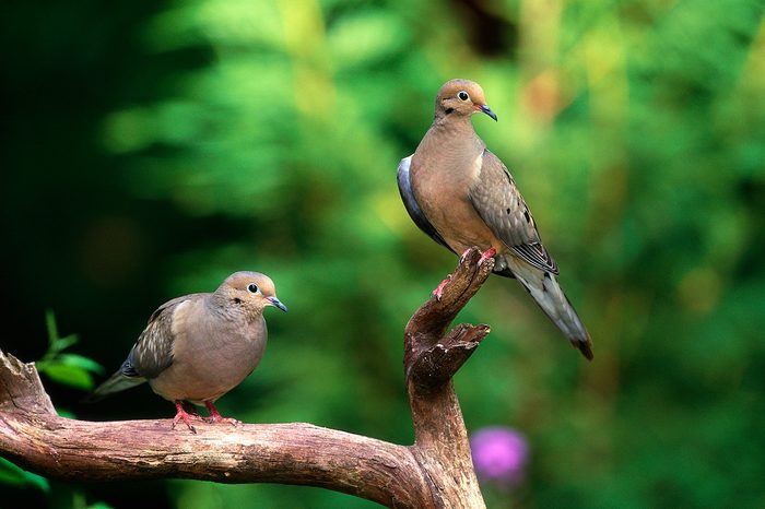 Two Mourning Doves Perched On A Branch