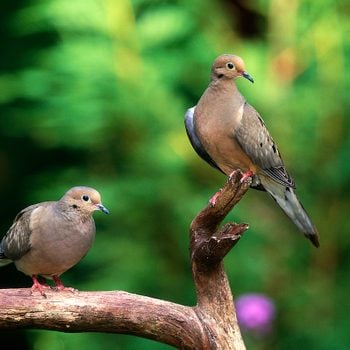 Two Mourning Doves Perched On A Branch