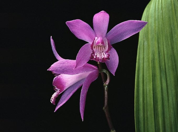 Bletilla Striata (urn Orchid, Hyacinth Orchid)