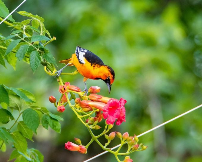 Bullock's and Baltimore oriole hybrid on trumpet vine, types of orioles