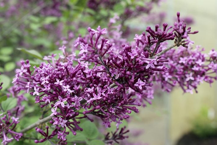 Pw Bloomerang Dark Purple Lilac Bloom
