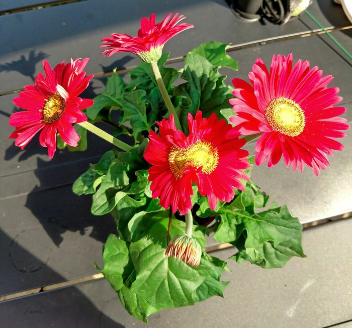gerbera daisy with double bloom